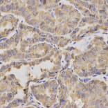 Anti-XRCC2 Antibody from Bioworld Technology (BS6767) - Antibodies.com