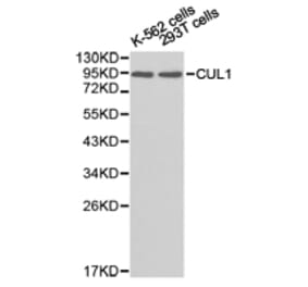 Anti-CUL1 Antibody from Bioworld Technology (BS6771) - Antibodies.com