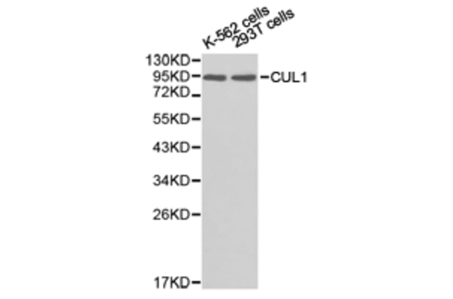 Anti-CUL1 Antibody from Bioworld Technology (BS6771) - Antibodies.com