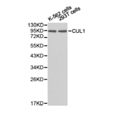 Anti-CUL1 Antibody from Bioworld Technology (BS6771) - Antibodies.com