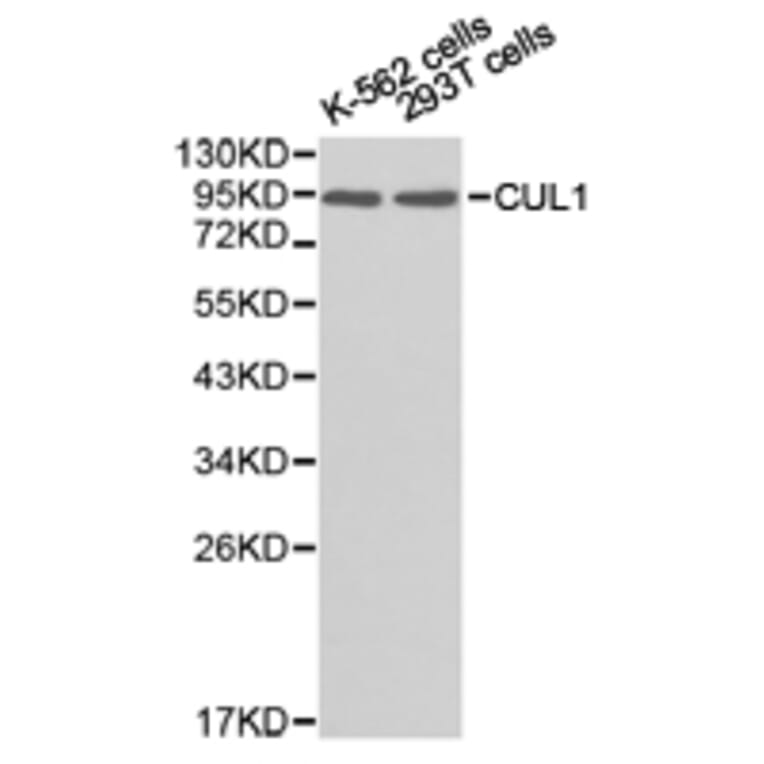 Anti-CUL1 Antibody from Bioworld Technology (BS6771) - Antibodies.com
