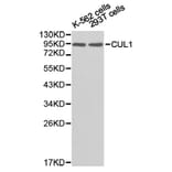 Anti-CUL1 Antibody from Bioworld Technology (BS6771) - Antibodies.com