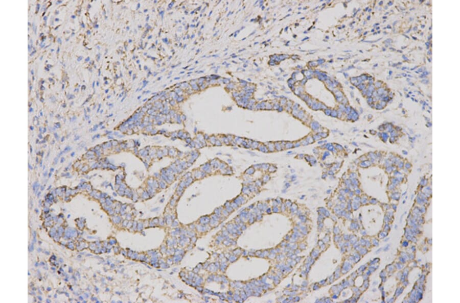 Anti-CUL1 Antibody from Bioworld Technology (BS6771) - Antibodies.com