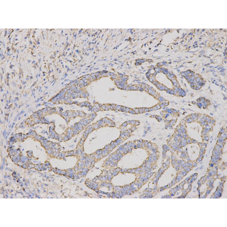 Anti-CUL1 Antibody from Bioworld Technology (BS6771) - Antibodies.com