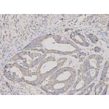 Anti-CUL1 Antibody from Bioworld Technology (BS6771) - Antibodies.com