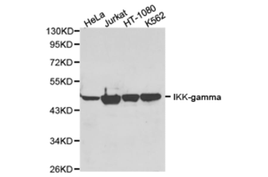 Anti-IKKγ Antibody from Bioworld Technology (BS6772) - Antibodies.com