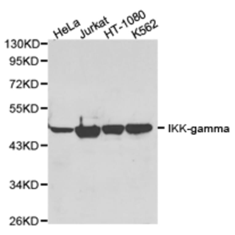 Anti-IKKγ Antibody from Bioworld Technology (BS6772) - Antibodies.com