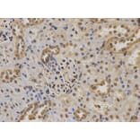 Anti-p63 / TP63 Antibody from Bioworld Technology (BS6773) - Antibodies.com