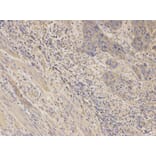 Anti-AKR1C3 Antibody from Bioworld Technology (BS6774) - Antibodies.com