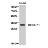 Anti-TNFRSF14 Antibody from Bioworld Technology (BS6775) - Antibodies.com