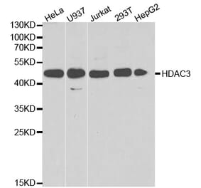 Anti-HDAC3 Antibody from Bioworld Technology (BS6776) - Antibodies.com