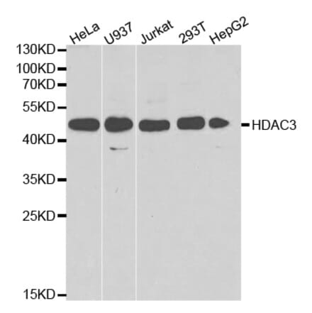 Anti-HDAC3 Antibody from Bioworld Technology (BS6776) - Antibodies.com
