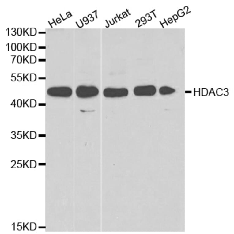 Anti-HDAC3 Antibody from Bioworld Technology (BS6776) - Antibodies.com