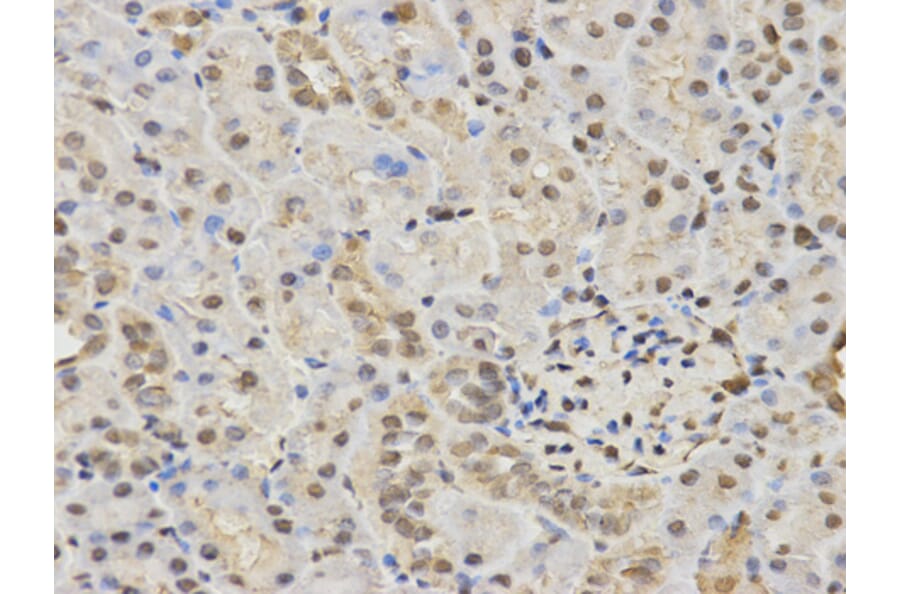 Anti-HDAC3 Antibody from Bioworld Technology (BS6776) - Antibodies.com