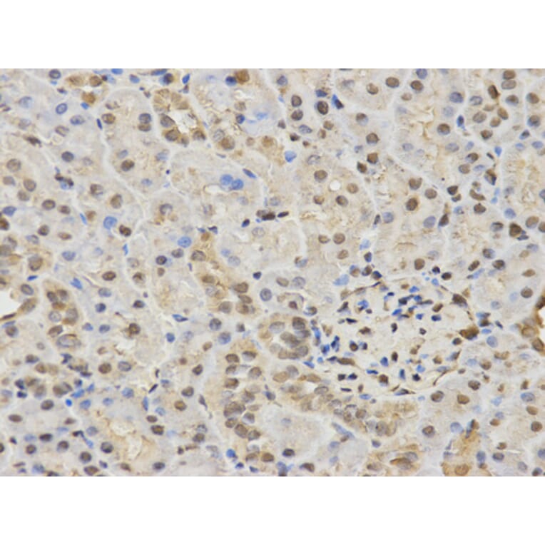 Anti-HDAC3 Antibody from Bioworld Technology (BS6776) - Antibodies.com