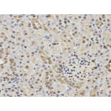 Anti-HDAC3 Antibody from Bioworld Technology (BS6776) - Antibodies.com