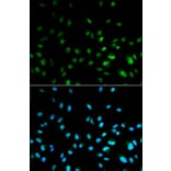 Anti-HDAC3 Antibody from Bioworld Technology (BS6776) - Antibodies.com