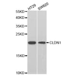 Anti-Claudin 1 Antibody from Bioworld Technology (BS6778) - Antibodies.com
