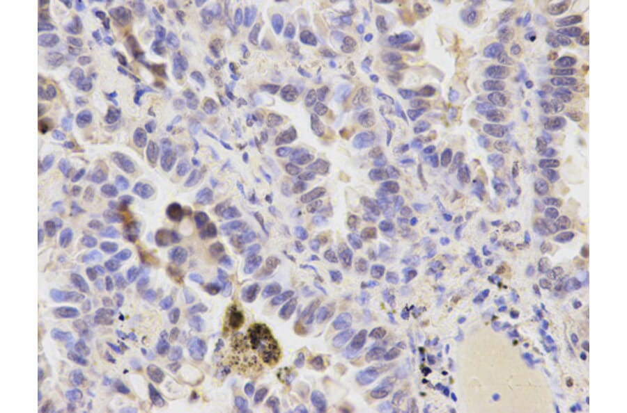 Anti-PRDX6 Antibody from Bioworld Technology (BS6782) - Antibodies.com