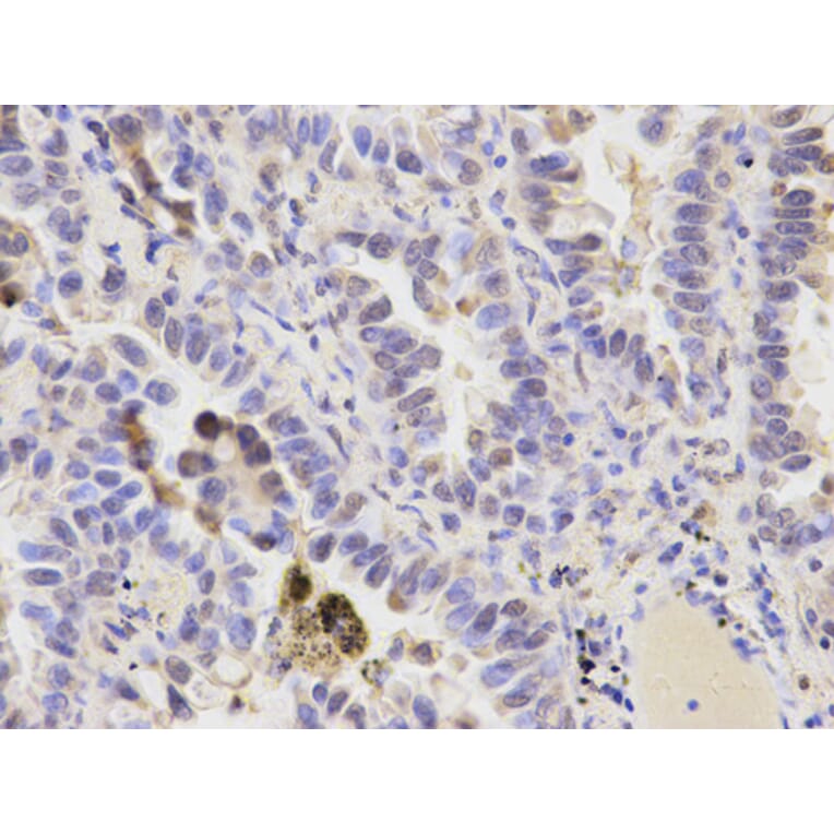 Anti-PRDX6 Antibody from Bioworld Technology (BS6782) - Antibodies.com