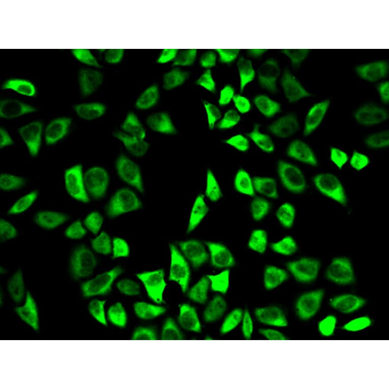 Anti-PRDX6 Antibody from Bioworld Technology (BS6782) - Antibodies.com