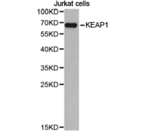 Anti-KEAP1 Antibody from Bioworld Technology (BS6783) - Antibodies.com