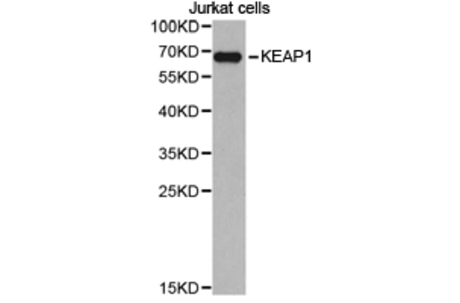 Anti-KEAP1 Antibody from Bioworld Technology (BS6783) - Antibodies.com