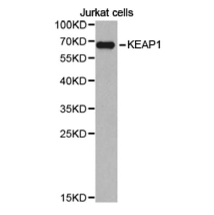 Anti-KEAP1 Antibody from Bioworld Technology (BS6783) - Antibodies.com