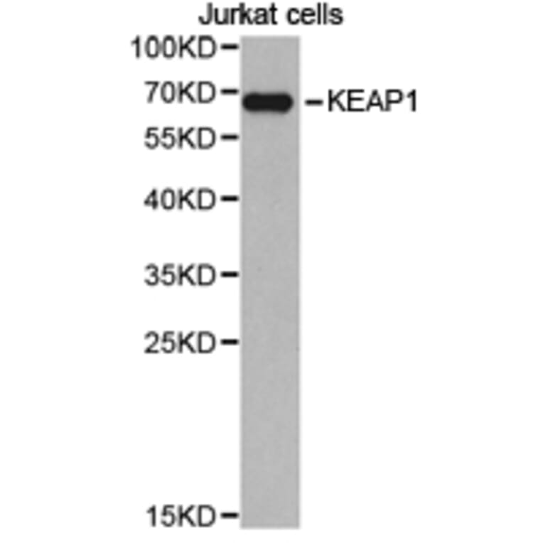 Anti-KEAP1 Antibody from Bioworld Technology (BS6783) - Antibodies.com