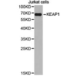 Anti-KEAP1 Antibody from Bioworld Technology (BS6783) - Antibodies.com