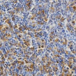 Anti-KEAP1 Antibody from Bioworld Technology (BS6783) - Antibodies.com