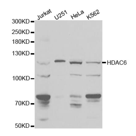 Anti-HDAC6 Antibody from Bioworld Technology (BS6784) - Antibodies.com