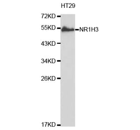 Anti-NR1H3 Antibody from Bioworld Technology (BS6785) - Antibodies.com