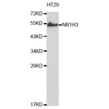 Anti-NR1H3 Antibody from Bioworld Technology (BS6785) - Antibodies.com
