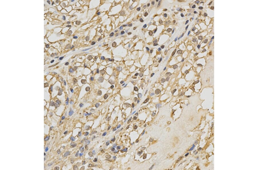 Anti-PRDX4 Antibody from Bioworld Technology (BS6787) - Antibodies.com