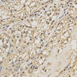 Anti-PRDX4 Antibody from Bioworld Technology (BS6787) - Antibodies.com