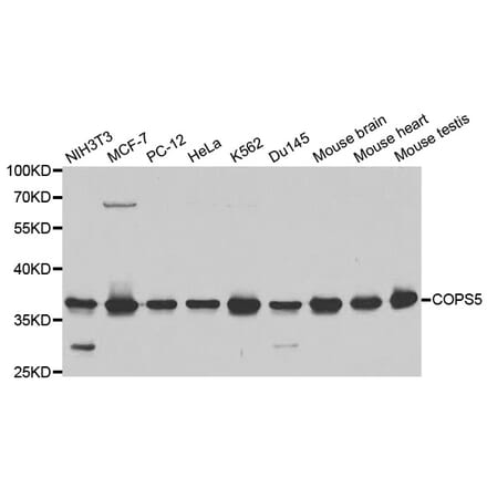Anti-COPS5 Antibody from Bioworld Technology (BS6790) - Antibodies.com