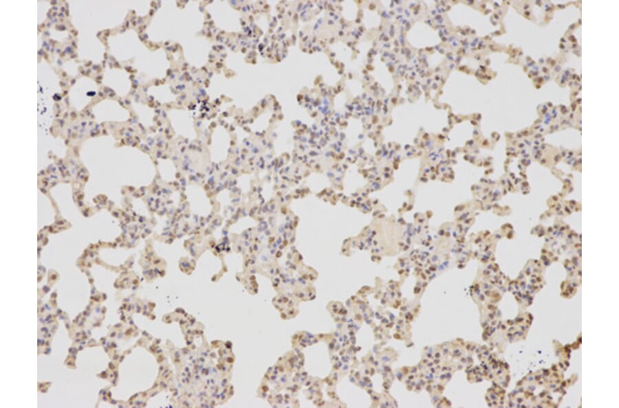 Anti-COPS5 Antibody from Bioworld Technology (BS6790) - Antibodies.com