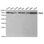 Anti-Chk2 Antibody from Bioworld Technology (BS6791) - Antibodies.com
