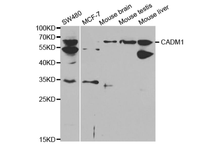 Anti-CADM1 Antibody from Bioworld Technology (BS6792) - Antibodies.com