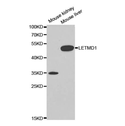 Anti-LETMD1 Antibody from Bioworld Technology (BS6793) - Antibodies.com
