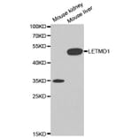 Anti-LETMD1 Antibody from Bioworld Technology (BS6793) - Antibodies.com