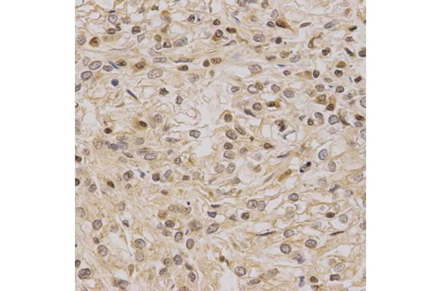 Anti-LETMD1 Antibody from Bioworld Technology (BS6793) - Antibodies.com