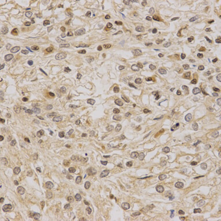 Anti-LETMD1 Antibody from Bioworld Technology (BS6793) - Antibodies.com