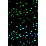 Anti-LETMD1 Antibody from Bioworld Technology (BS6793) - Antibodies.com