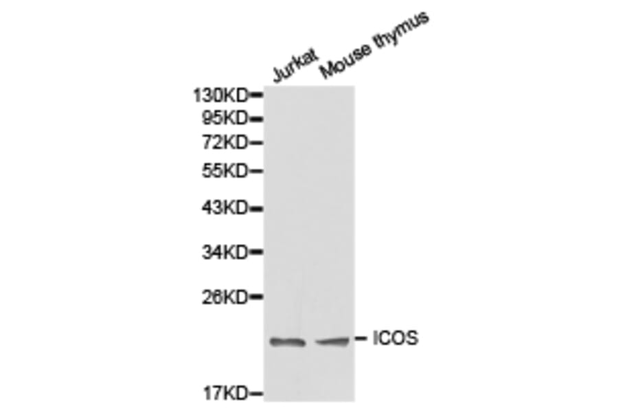 Anti-ICOS Antibody from Bioworld Technology (BS6795) - Antibodies.com