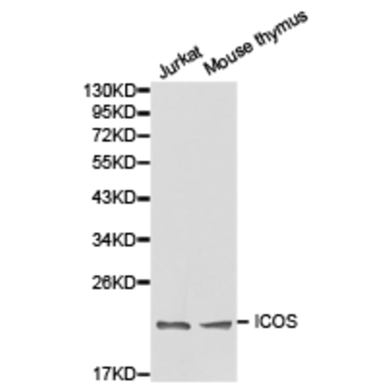 Anti-ICOS Antibody from Bioworld Technology (BS6795) - Antibodies.com