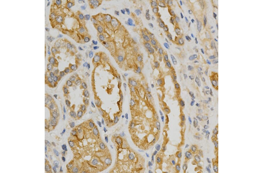 Anti-NOX4 Antibody from Bioworld Technology (BS6796) - Antibodies.com