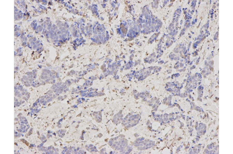 Anti-SCCPDH Antibody from Bioworld Technology (BS6798) - Antibodies.com