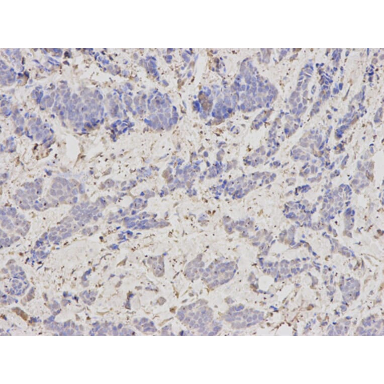 Anti-SCCPDH Antibody from Bioworld Technology (BS6798) - Antibodies.com